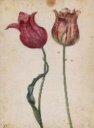Georg Flegel Two Tulips oil painting